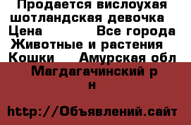 Продается вислоухая шотландская девочка › Цена ­ 8 500 - Все города Животные и растения » Кошки   . Амурская обл.,Магдагачинский р-н